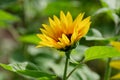 Single sunflower flower in a field. Close up Royalty Free Stock Photo