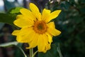 Single sunflower flowing in a kitchen garden, closeup and soft focus. Beautiful and small yellow flower at garden. It makes people