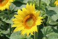 A single sunflower in full bloom  in a farmers field Royalty Free Stock Photo