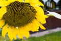 single sunflower in full bloom Royalty Free Stock Photo