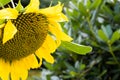 single sunflower in full bloom Royalty Free Stock Photo