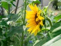 Single sunflower in the garden