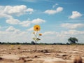 a single sunflower growing in the middle of a dry field