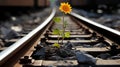 a single sunflower is growing out of the ground on a train track