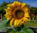 Single sunflower head closeup in summer Royalty Free Stock Photo