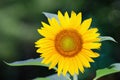 Single sunflower (helianthus annuus) Royalty Free Stock Photo