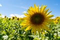 Single sunflower in a large field of sunflowers on a summer day Royalty Free Stock Photo