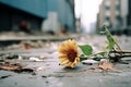 a single sunflower laying on the ground in the middle of a city street