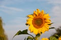 Single Sunflower on a light blue background sky Royalty Free Stock Photo