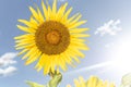 Single sunflower natural background. Beautiful sunflowers field with cloudy and blue sky Royalty Free Stock Photo