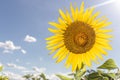 Single sunflower natural background. Beautiful sunflowers field with cloudy and blue sky Royalty Free Stock Photo