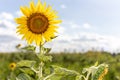 Single sunflower natural background. Beautiful sunflowers field with cloudy and blue sky Royalty Free Stock Photo
