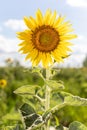 Single sunflower natural background. Beautiful sunflowers field with cloudy and blue sky Royalty Free Stock Photo