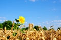 Single sunflower in ripe golden colored wheat field at blue sky background. Royalty Free Stock Photo