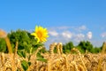 Single sunflower in ripe golden colored wheat field at blue sky background. Royalty Free Stock Photo