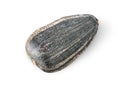 Single of sunflower seed rotated Royalty Free Stock Photo