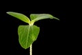 Sunflower Seedling Isolated on a Black Background