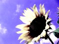 Single sunflower with sky in faux colors Royalty Free Stock Photo