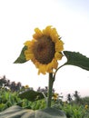 Single sunflower standing courageously Royalty Free Stock Photo