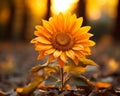 a single sunflower is standing in the middle of a field