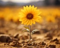 a single sunflower is standing in the middle of a field Royalty Free Stock Photo