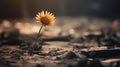 a single sunflower is standing in the middle of a field Royalty Free Stock Photo