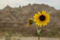 Single Sunflower Stands Against Badlands Formations Royalty Free Stock Photo