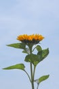 A single sunflower stands alone against the blue summer sky Royalty Free Stock Photo