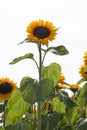 A single sunflower stands alone against the white summer sky Royalty Free Stock Photo