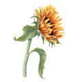 Single sunflower on stem. Field wild yellow flowers. Flower head, leaf. Rustic style. Watercolor illustration isolated Royalty Free Stock Photo