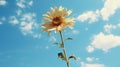 a single sunflower on a stem in front of a blue sky