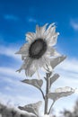 White sunflower over blue sky. Infrared abstract vision