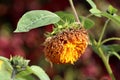 Single Sunflower Teddy bear or Helianthus annuus Teddy bear plant with large open and shriveled dense fluffy yellow flower Royalty Free Stock Photo