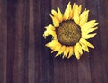 Single sunflower on a woodeen background, close up, yellow beauty Royalty Free Stock Photo