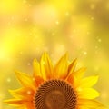 A single sunflower on a yellow background Royalty Free Stock Photo