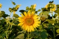 Single sunflower yellow flower head in agricultural field blue sky selective focus Royalty Free Stock Photo