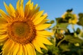 Single sunflower yellow flower head in agricultural field blue sky selective focus Royalty Free Stock Photo