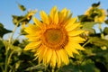 Single sunflower yellow flower head in agricultural field blue sky selective focus Royalty Free Stock Photo