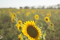 Single sunflower yellow flower head in agricultural field blue sky selective focus Royalty Free Stock Photo