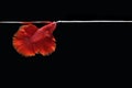 Single super red halfmoon type of betta splendens siamese fighting fish breathing taking oxygen at the water surface, isolated on Royalty Free Stock Photo