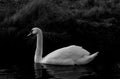 Single Swan B&W Royalty Free Stock Photo