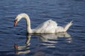 Single swan on blue lake, largest waterfowl birds, white adult animal Royalty Free Stock Photo