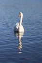 Single swan on blue lake, largest waterfowl birds, white adult animal Royalty Free Stock Photo