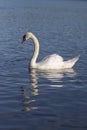 Single swan on blue lake, largest waterfowl birds, white adult animal Royalty Free Stock Photo