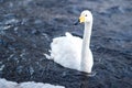 Single Swan in Cold Winter Stream