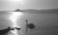 A single swan floats on a silver sea in the empty waters off Tresco island at sunset in Isles of Scilly England Royalty Free Stock Photo
