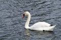 Solitary swan floats on the lake