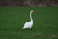 Single swan grazing outdoors. White swan bird walking on field Royalty Free Stock Photo