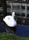 Single Swan I