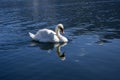 Single swan on the lake, beautiful animal Royalty Free Stock Photo